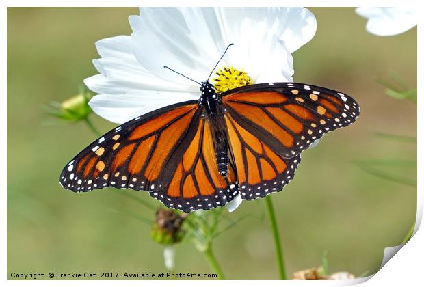 Monarch Butterfly on Cosmos Print by Frankie Cat