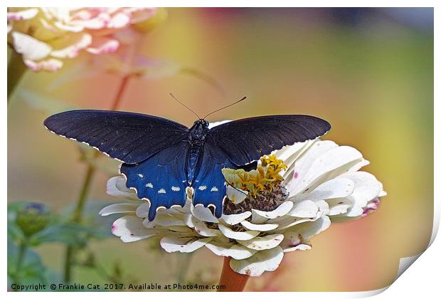 Spicebush Swallowtail Print by Frankie Cat