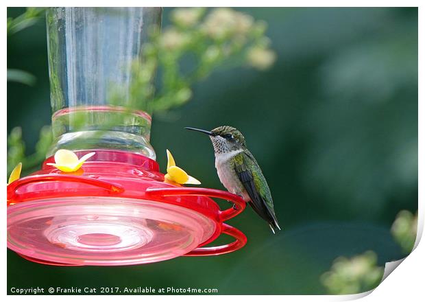 Perched Hummingbird Print by Frankie Cat