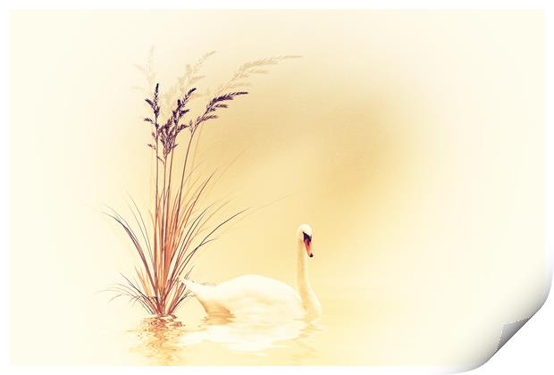 White Swan  Print by Dagmar Giers