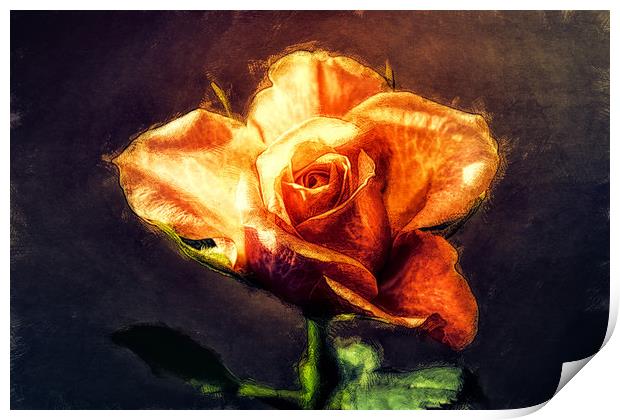 orange rose Print by Dagmar Giers