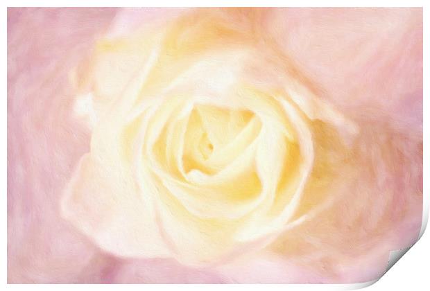 white rose Print by Dagmar Giers