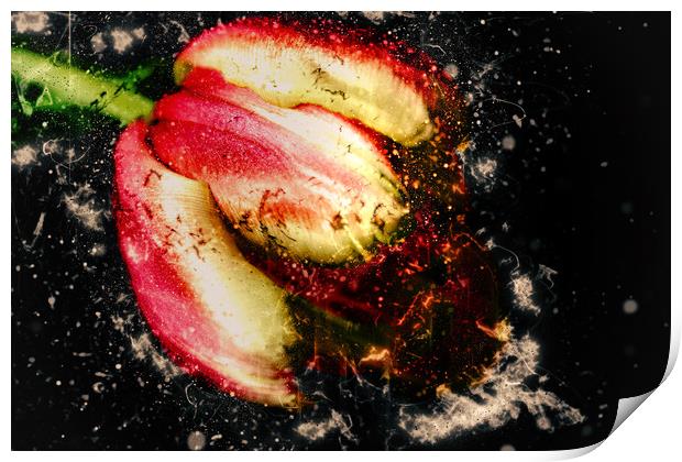 Tulips bloom abstract explosive Print by Dagmar Giers