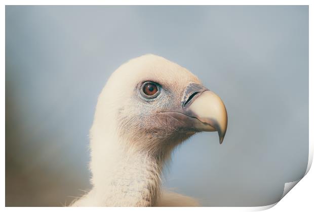goose vulture  Print by Dagmar Giers