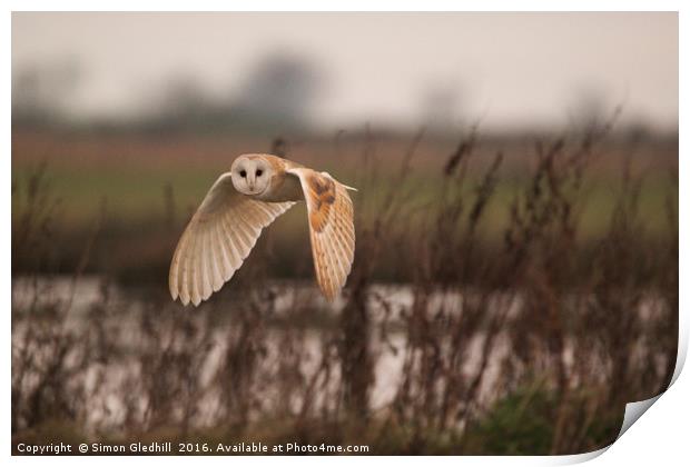 Barn Owl in Flight Print by Simon Gledhill