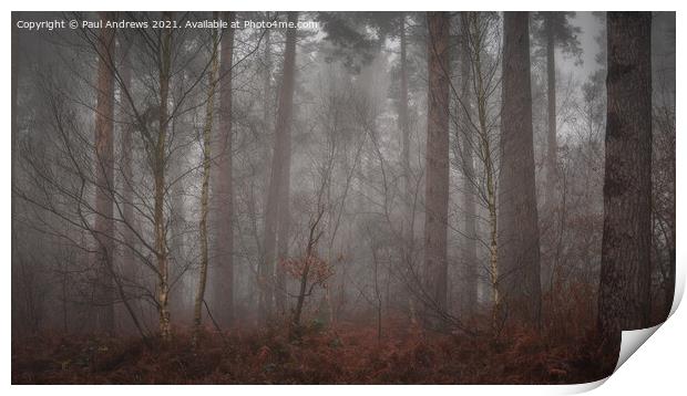 Sherwood Forest Print by Paul Andrews