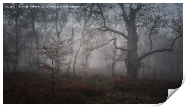 Sherwood Forest Print by Paul Andrews