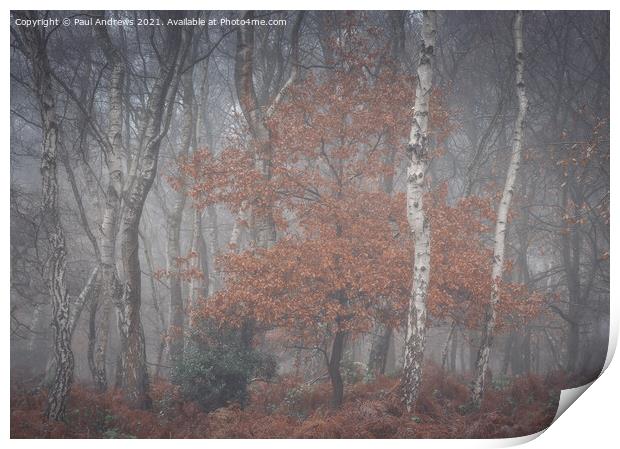 Sherwood Mist Print by Paul Andrews