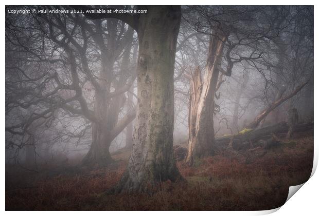 Misty Woodland Print by Paul Andrews