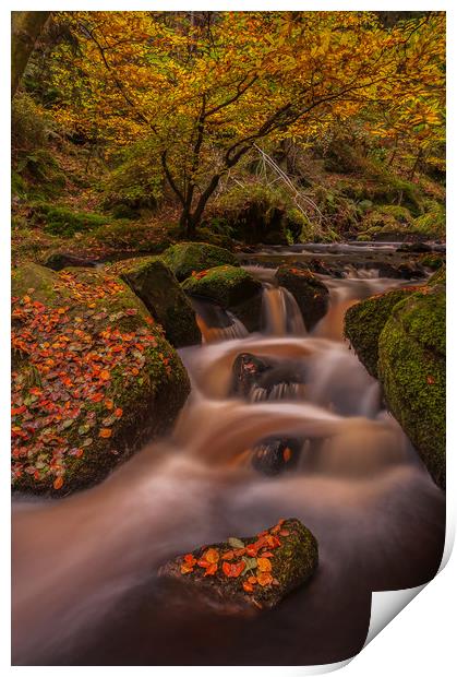Autumn in Wyming Brook  Print by Paul Andrews