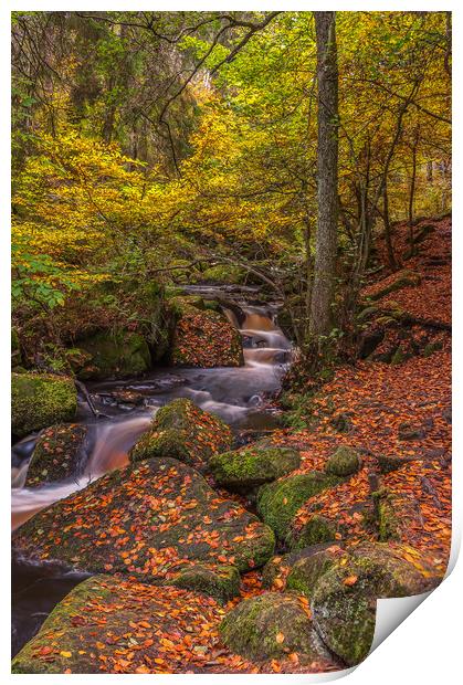 Autumn in Wyming Brook 2 Print by Paul Andrews