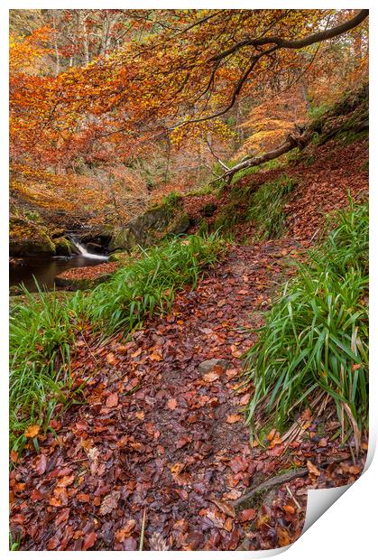 Autumn in Padley Gorge  Print by Paul Andrews