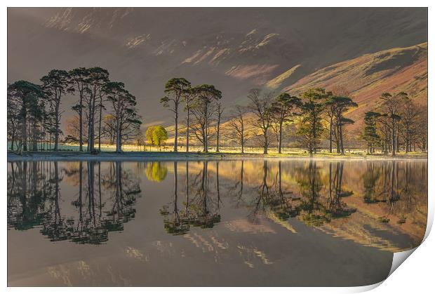 Buttermere Pines #2 Print by Paul Andrews
