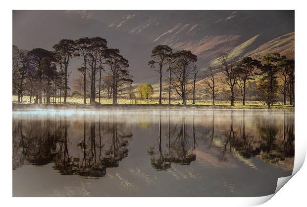 Buttermere Pines Print by Paul Andrews