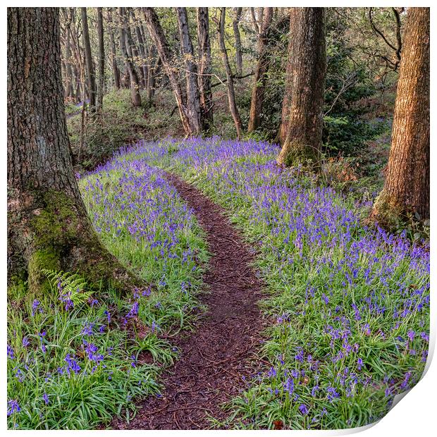 Bluebell Woods Print by Paul Andrews