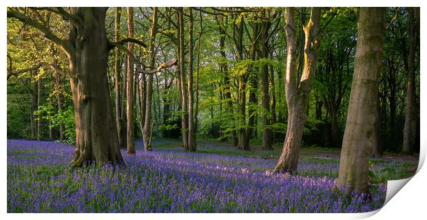 Bluebell Woods Print by Paul Andrews