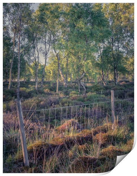 The Copse Print by Paul Andrews