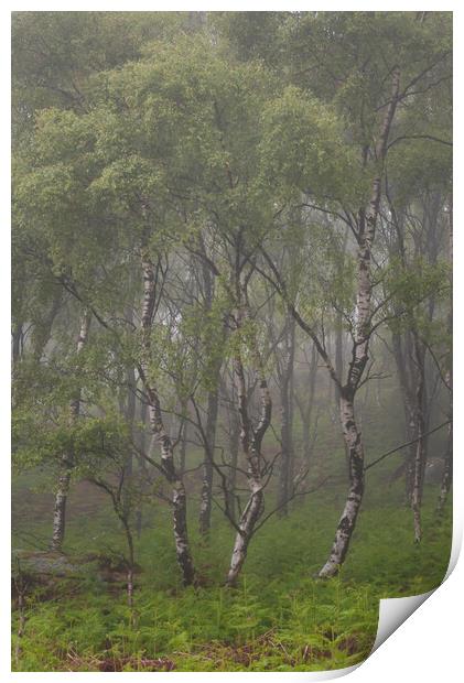 Silver Birch Trees Print by Paul Andrews