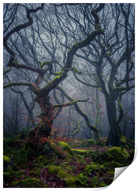Enchanted Forest Print by Paul Andrews