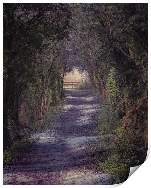 Woodland Path Print by Paul Andrews