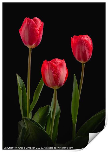 Red Tulips Print by Gregg Simpson