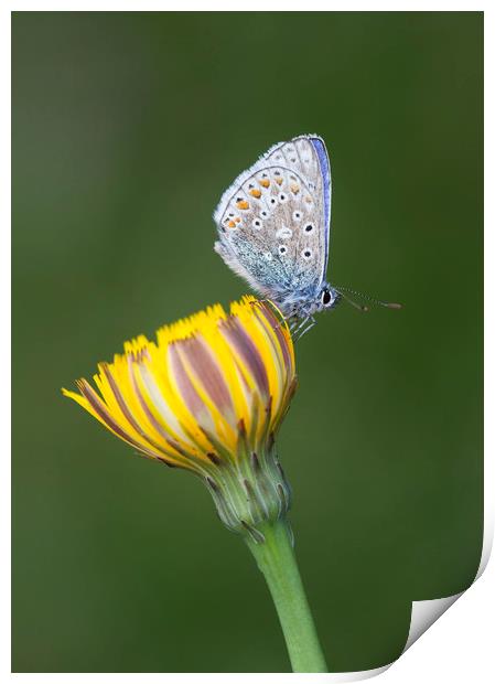 Common Blue on yellow Print by Iain Leadley