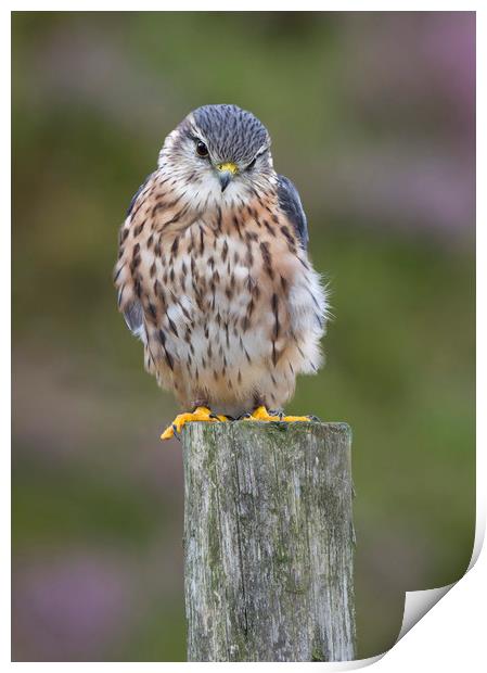 Merlin Print by Iain Leadley