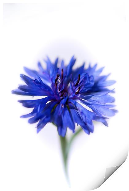 Blue Cornflower Print by Kasia Design