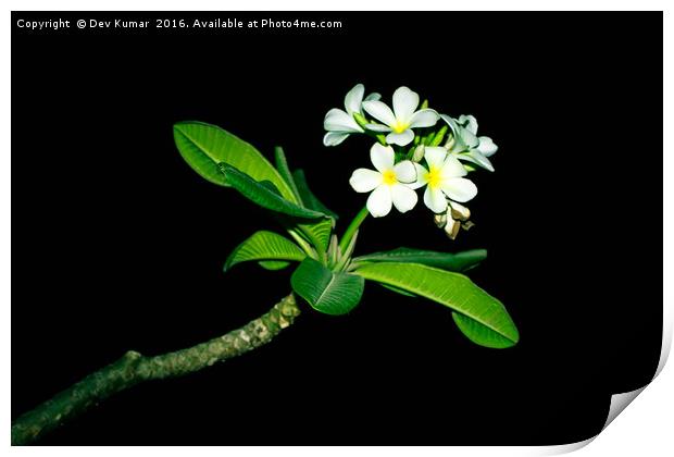 White Flower Print by Dev Kumar
