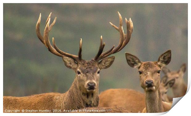 Studley Royal Stags  Print by Stephen Huntley