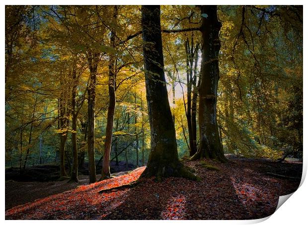 Autumn glow Print by Clive Ashton