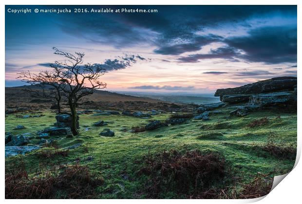 Lonely tree at sunset in Dartmoor Park, UK Print by marcin jucha