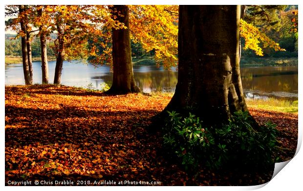Autumn trees in the River Derwent valley Print by Chris Drabble
