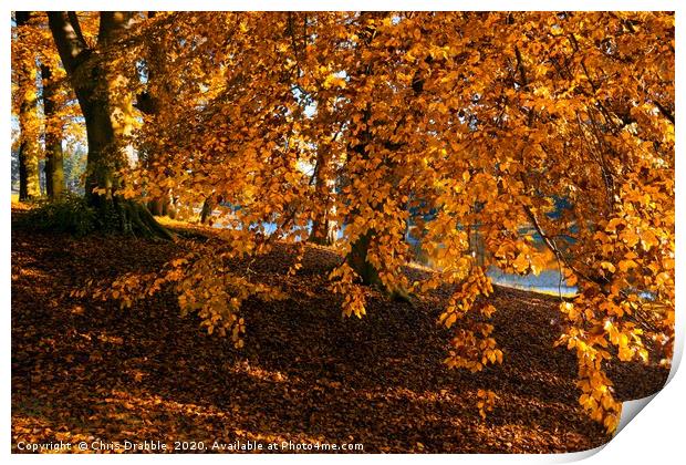Autumn colours at the River Derwent                Print by Chris Drabble