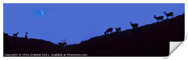 Stag and Hinds at dusk Print by Chris Drabble