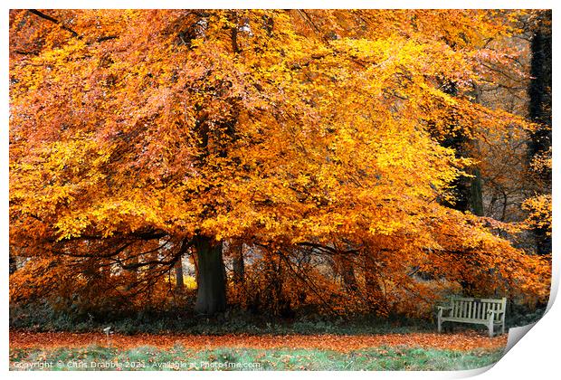 Autumn colours in Roche Abbey grounds Print by Chris Drabble
