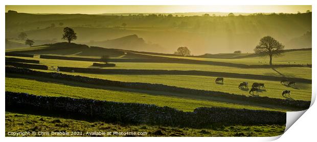 Dry stone walled fields near Wetton in evening lig Print by Chris Drabble