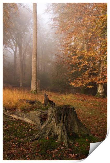 Autumnal Mist Print by Bob Barnes