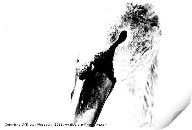 Black and White Swan Print by Tristan Wedgbury