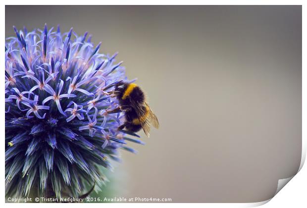 Bumble Bee & Flower Print by Tristan Wedgbury