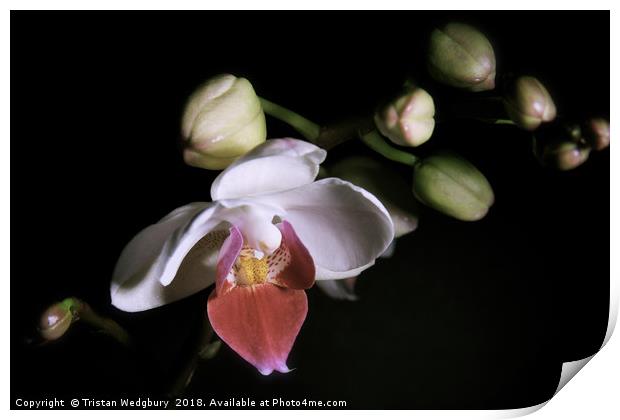 Orchid in Bloom Print by Tristan Wedgbury