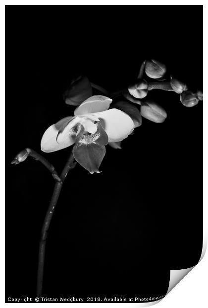 Black and White Orchid Print by Tristan Wedgbury