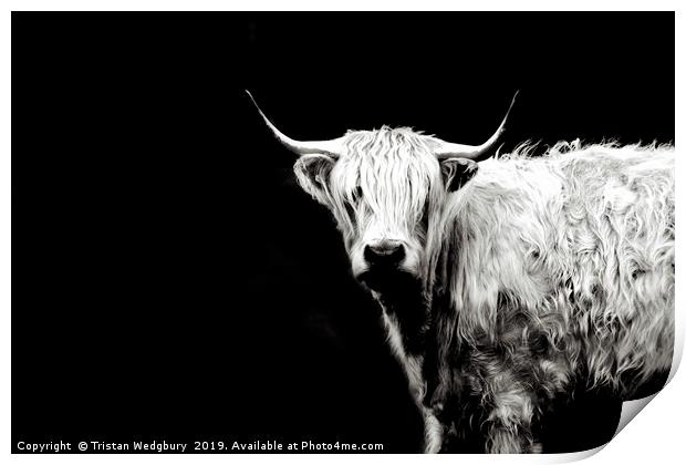 Highland Cow Black and White Print by Tristan Wedgbury