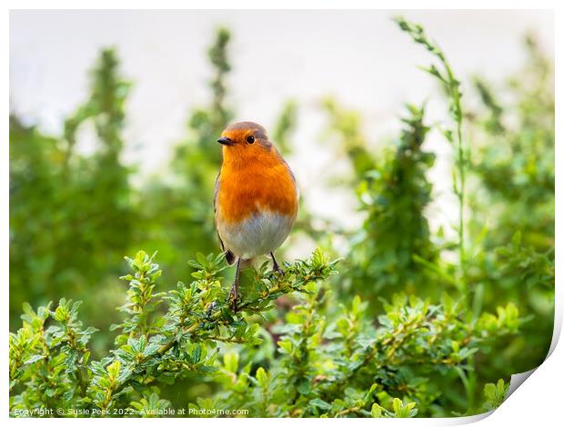 English Robin Perched on Shrubbery Print by Susie Peek