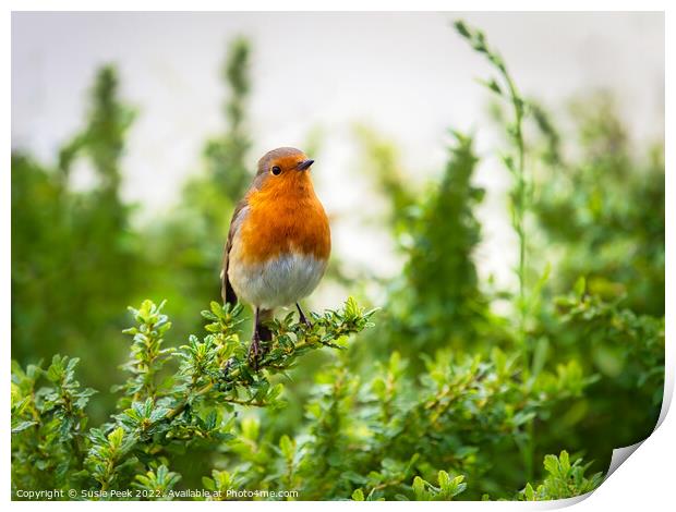 English Robin Perched on Shrubbery Print by Susie Peek