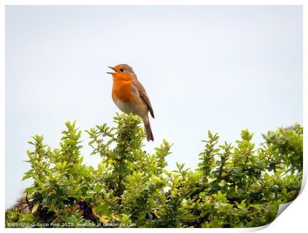 English Robin Perched on Shrubbery Print by Susie Peek
