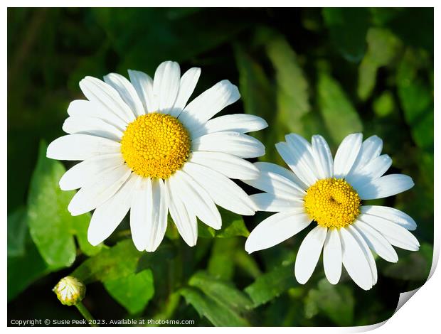 Oxeye Daisy  Leucanthemum-vulgare Print by Susie Peek