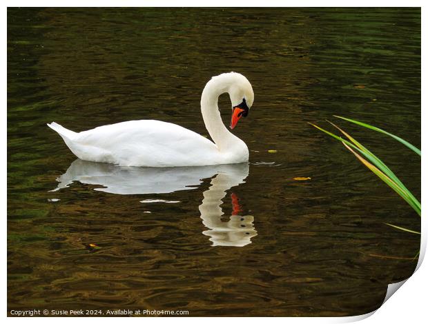 White Mute Swan Swimming on the River Print by Susie Peek