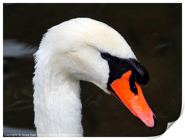 Portrait of a White Mute Swan Print by Susie Peek