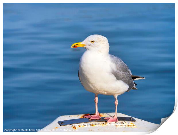 Herring Gull - Larus argentatus Print by Susie Peek